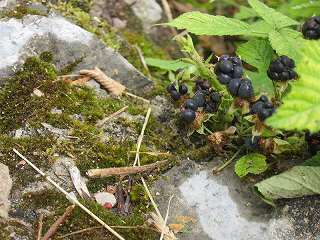 20150713-041.jpg