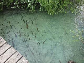 20150713-043.jpg