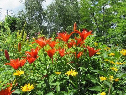 20170722-027.jpg