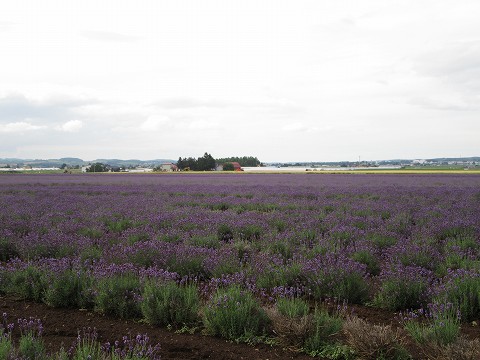 20170722-109.jpg