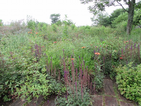 20170723-103.jpg