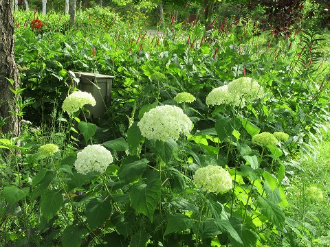 20170723-132.jpg