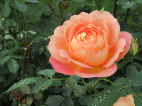 20170723-162.jpg