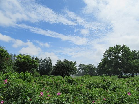 20170724-058.jpg