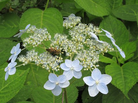 20170724-064.jpg