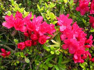 20100424-021.jpg