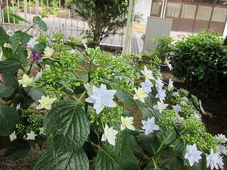 20100613-023.jpg