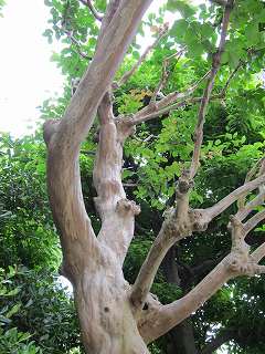 20100613-030.jpg