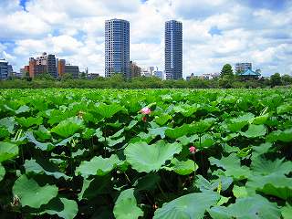 20100717-005.jpg