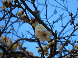 20110109-002.jpg