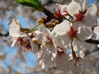 20110410-050.jpg