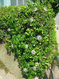 20110521-028.jpg