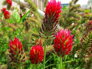20110521-031.jpg