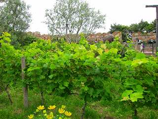 20110610-012.jpg