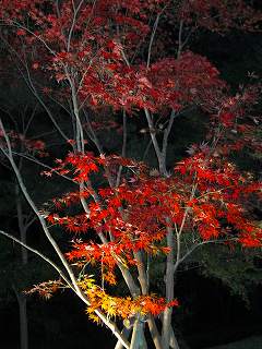 20111120-030.jpg