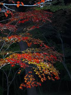20111120-027.jpg