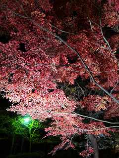 20111120-031.jpg