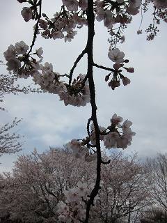 20120407-020.jpg