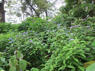 20120525-051.jpg