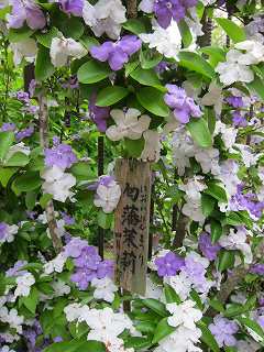 20120525-054.jpg