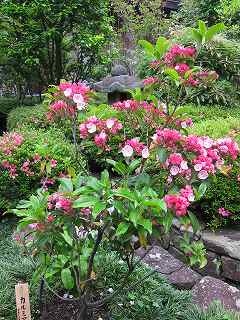 20120525-048.jpg
