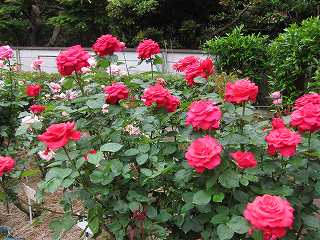 20120525-078.jpg