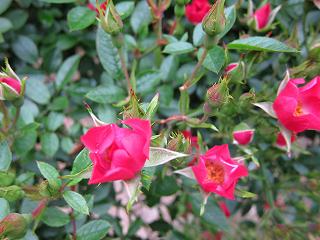 20120525-082.jpg