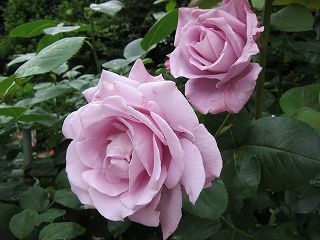 20120525-074.jpg