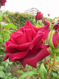20130525-005.jpg