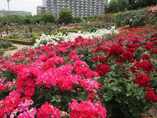 20130525-026.jpg