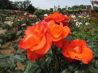 20130525-040.jpg