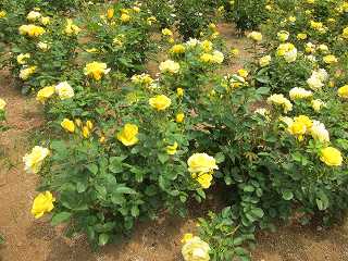 20130525-034.jpg
