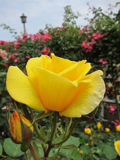 20130525-019.jpg