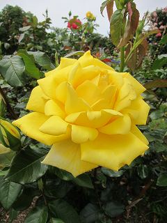 20130525-008.jpg