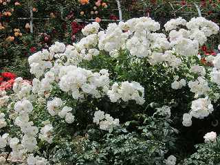 20130525-032.jpg