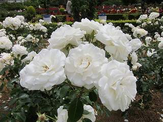 20130525-049.jpg