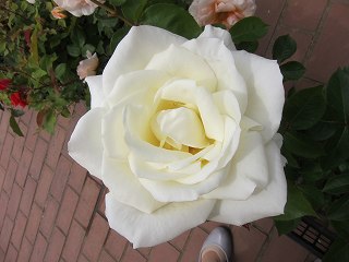 20130525-050.jpg