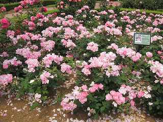 20130525-029.jpg