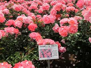 20130525-036.jpg