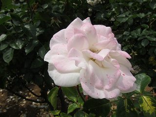 20130525-033.jpg