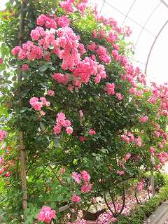 20130525-057.jpg