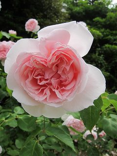 20130525-012.jpg