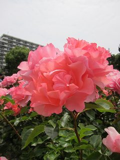 20130525-037.jpg