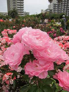 20130525-053.jpg