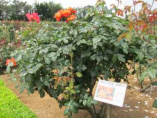 20130525-039.jpg