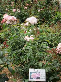 20130525-041.jpg