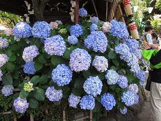 20130608-002.jpg
