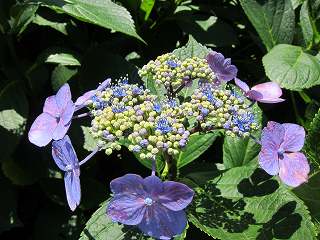 20130608-021.jpg