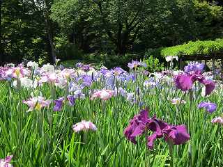 20130608-046.jpg