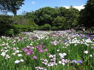 20130608-049.jpg